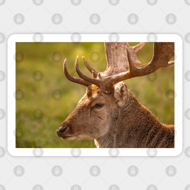 Gentle fallow deer portrait Sticker by AYatesPhoto